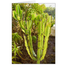 Cactus Cards