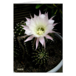 Cactus Cartes De Vœux
