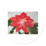 cactus,christmas cactus round sticker