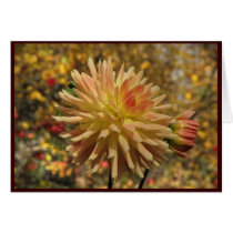 Cactus Dahlia