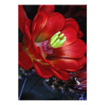 Cactus de tasse de claret (triglochidiatus d'Echin Faire-parts