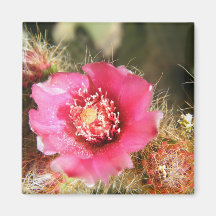 cactus flower magnets