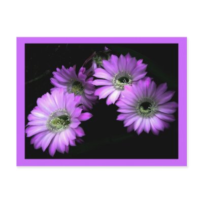 Cactus Flower Post Cards by annienbart