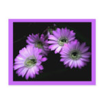 Cactus Flower postcards