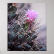Cactus Flower Print