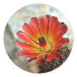 Cactus flower sticker