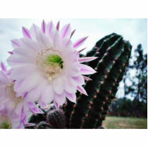Cactus Flower White Photo Cut Outs