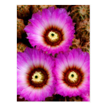 Cactus Flowers Postcards