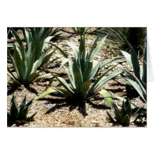 Cactus Greeting Card