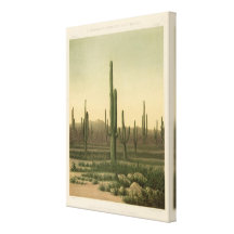 Cactus grove, Arizona Gallery Wrapped Canvas