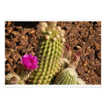 Cactus invitation