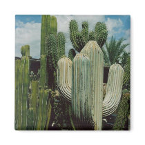 Cactus Magnet