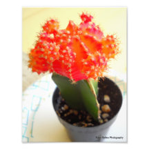 Cactus orange photographie