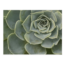 Cactus pattern post card