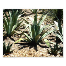 Cactus Photo