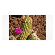 Cactus photocard photo cards