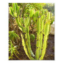 Cactus Photograph