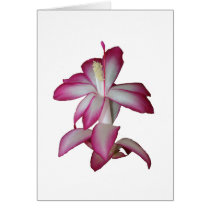 Cactus pink and white flower, succulent bloom greeting cards