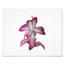 Cactus pink and white flower, succulent bloom photo print