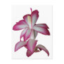 Cactus pink and white flower, succulent bloom postcards