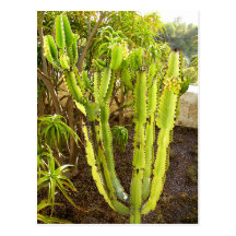 Cactus Post Card