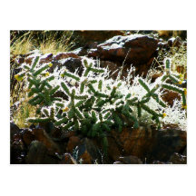 Cactus Postcard