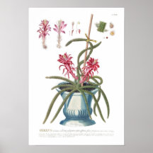 Cactus Print