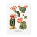 Cactus species post card