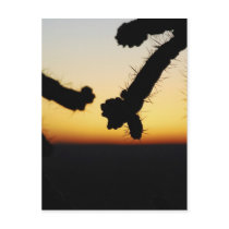 Cactus Sunset - Orange Post Card