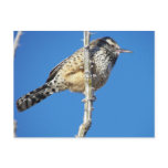Cactus Wren