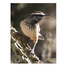 Cactus Wren Postcard