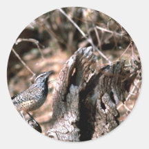 Cactus wren sticker