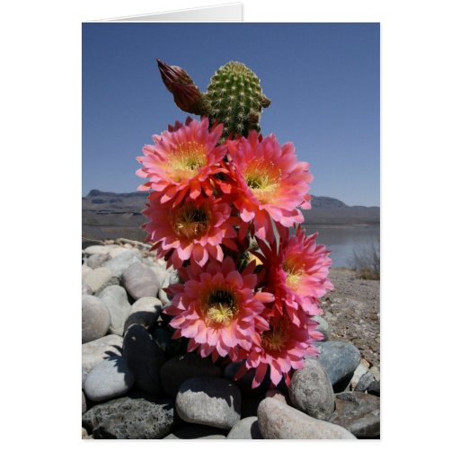 cactusflowers card