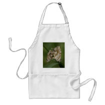 Cacyreus marshalli - geranium blue aprons