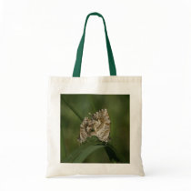 Cacyreus marshalli - geranium blue bags