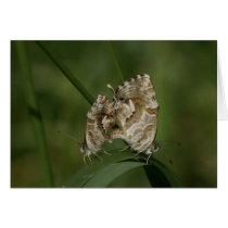 Cacyreus marshalli - geranium blue card