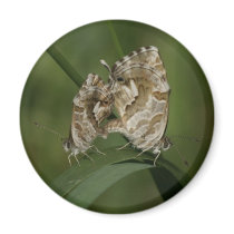Cacyreus marshalli - geranium blue refrigerator magnet