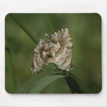 Cacyreus marshalli - geranium blue mousepad
