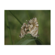 Cacyreus marshalli - geranium blue postcard