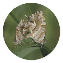 Cacyreus marshalli - geranium blue round stickers