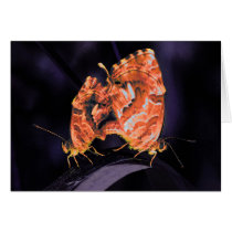 Cacyreus marshalli - neon version card