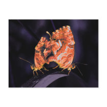 Cacyreus marshalli - neon version post cards