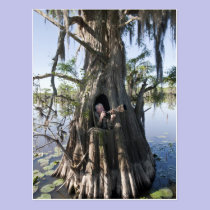 Caddo Lake, hunting blind postcards
