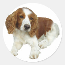 Cadeaux de portrait de springer spaniel de Gallois Autocollants