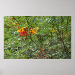 Caesalpinia pulcherrima ~print~
