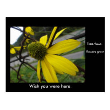 Caged Flower Post Cards