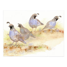 Cailles de Californie, oiseaux, nature, faune, Cartes Postales