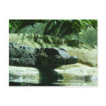 caiman alligator post cards