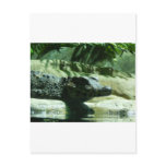 caiman alligator postcards