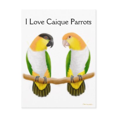 Caique Parrot Love Postcard by twopurringcats